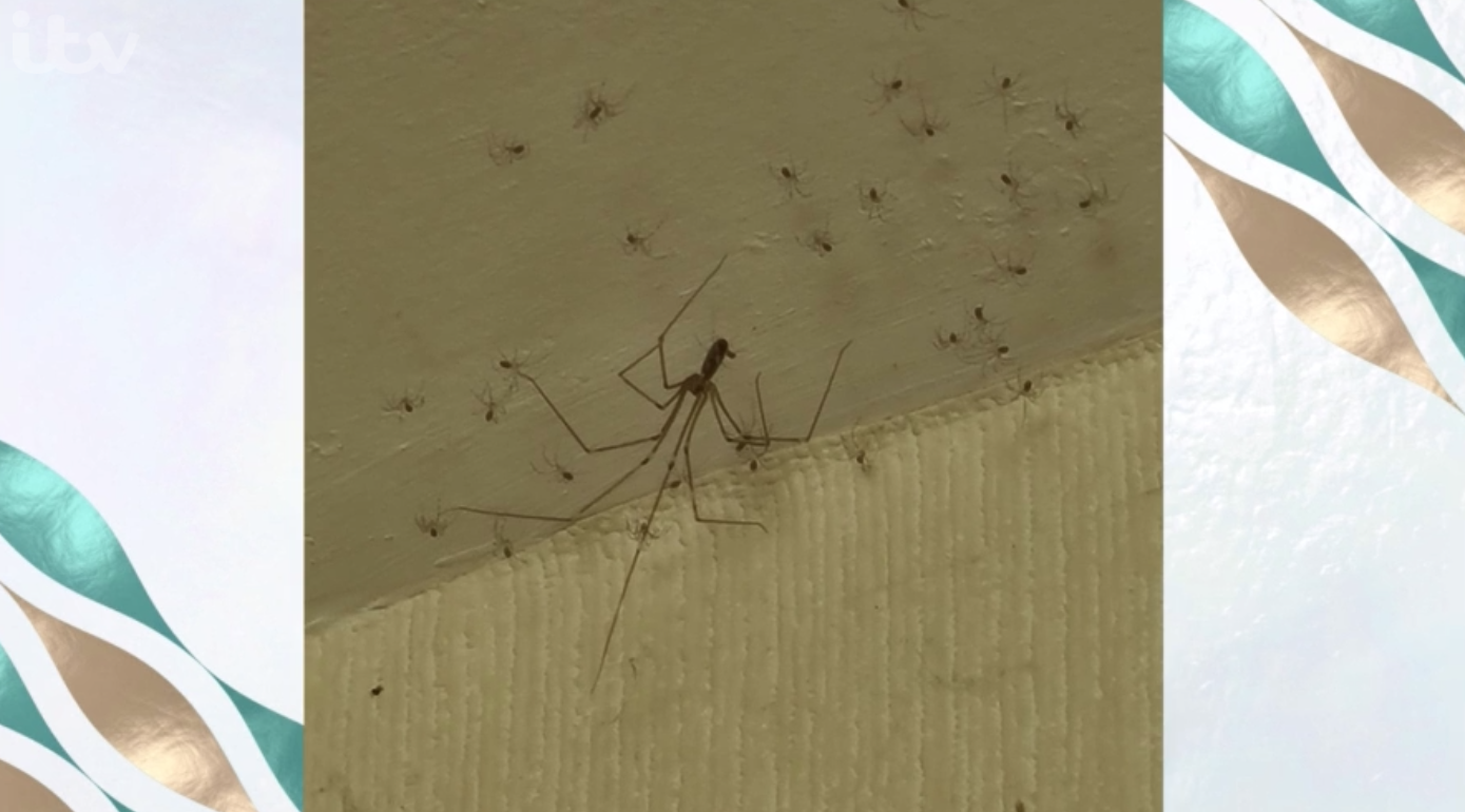 Spiders This Morning