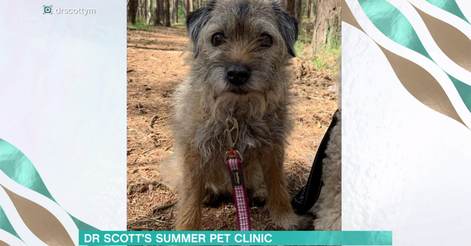 Dr Scott Miller dog