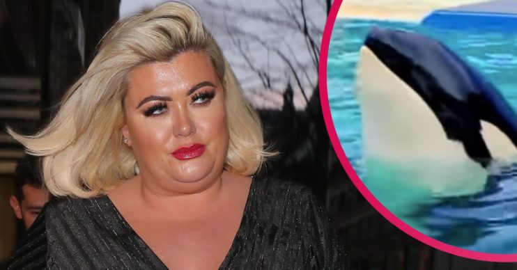 gemma collins killer whale