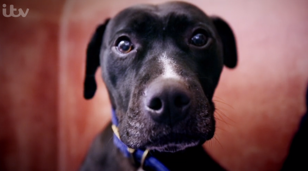 Paul O'Grady For the Love of Dogs Whisper