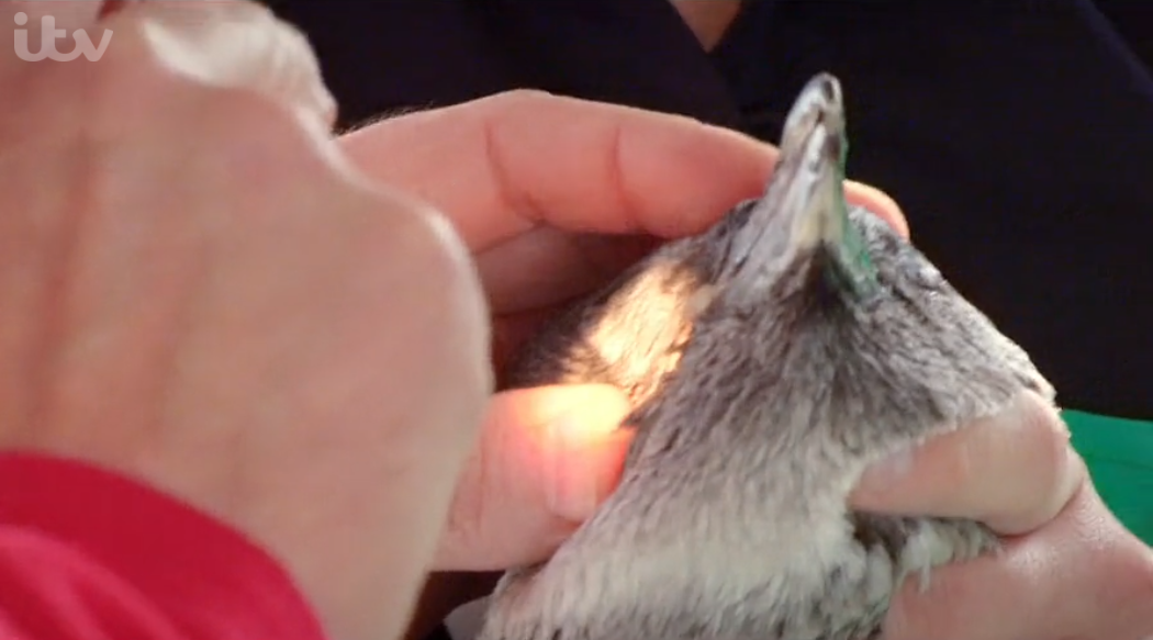 paul o'grady penguin