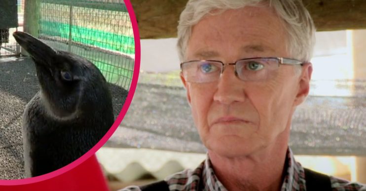 paul ogrady penguin