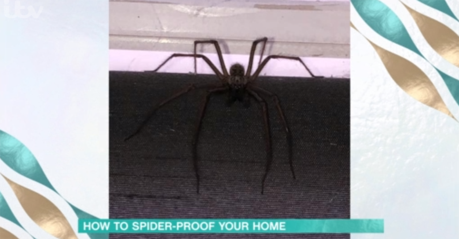 This Morning spider segment