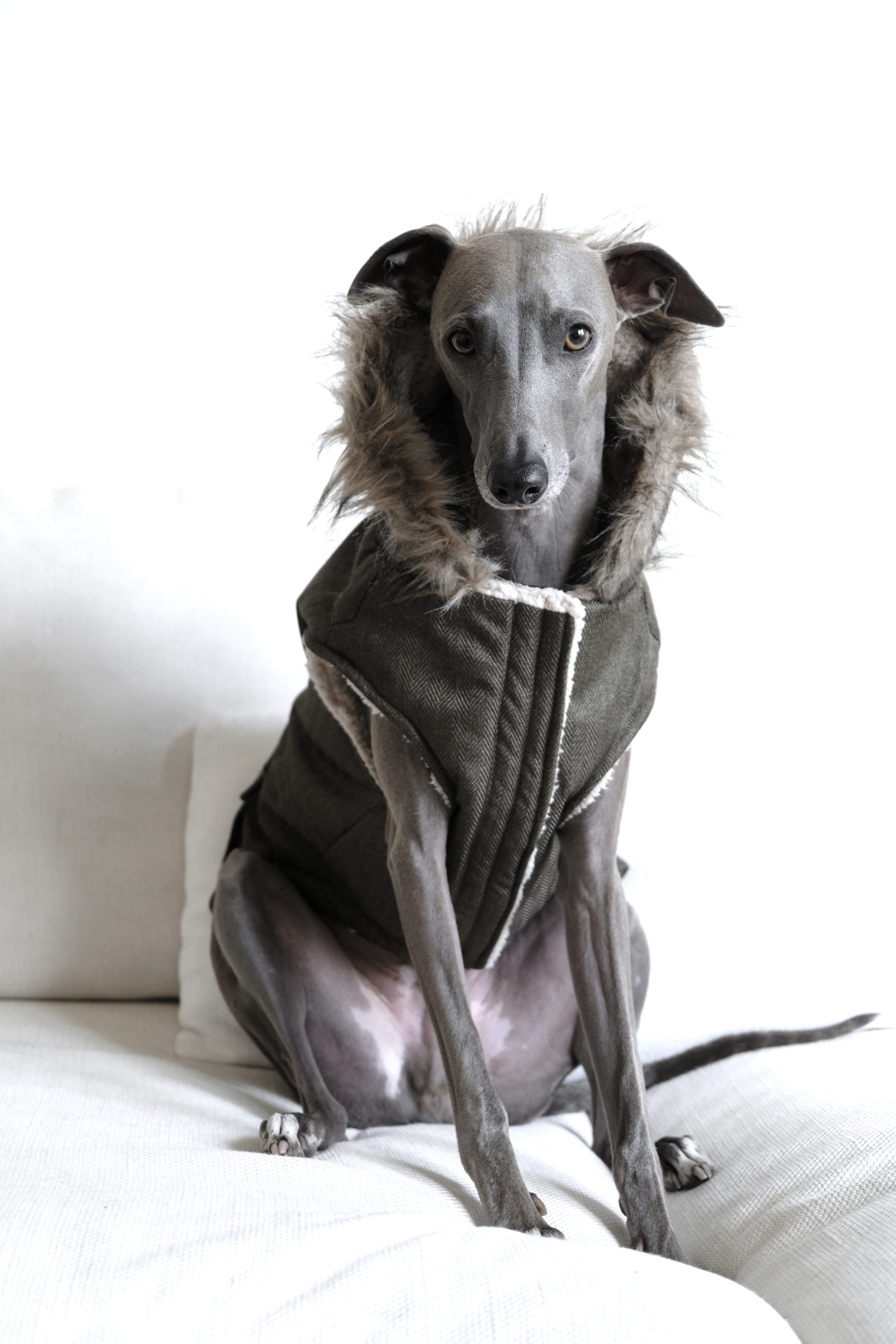 aldi dog