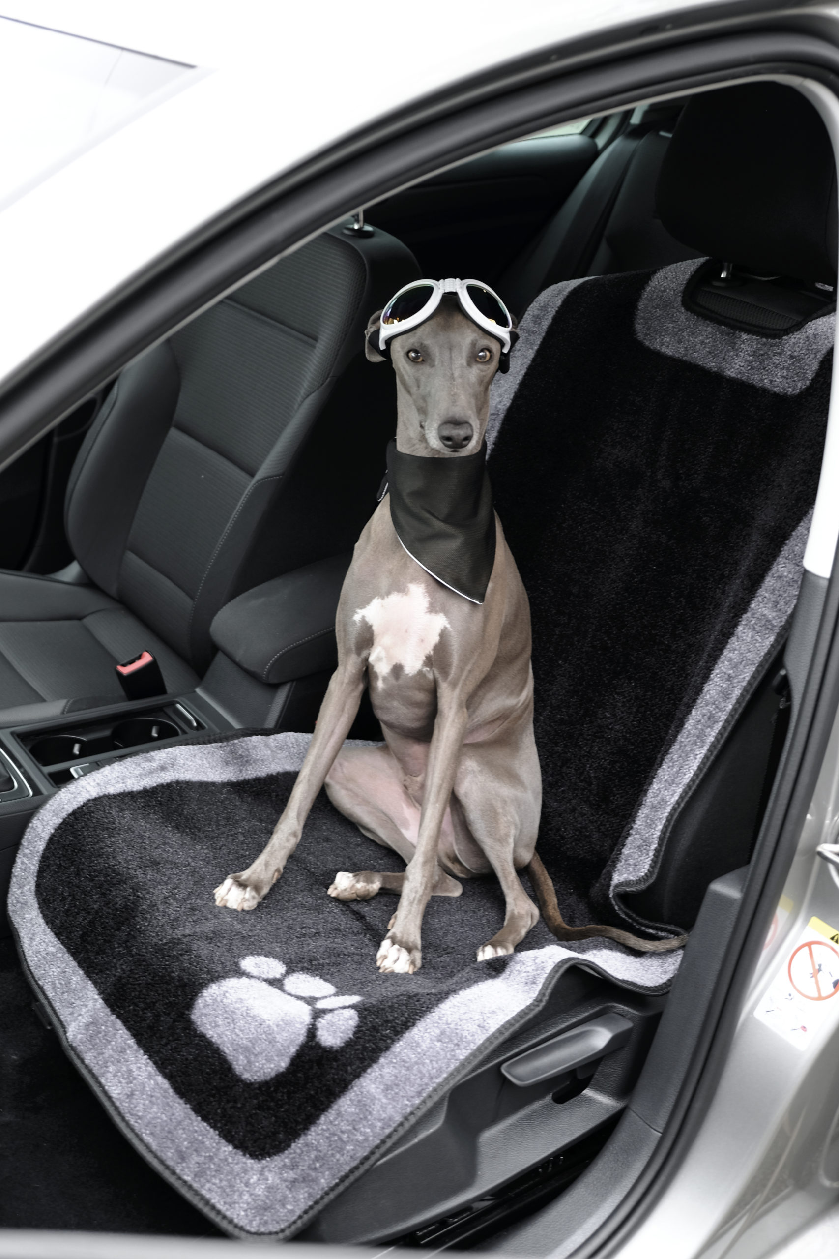 aldi dog