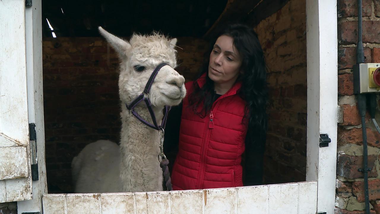 The Yorkshire Vet