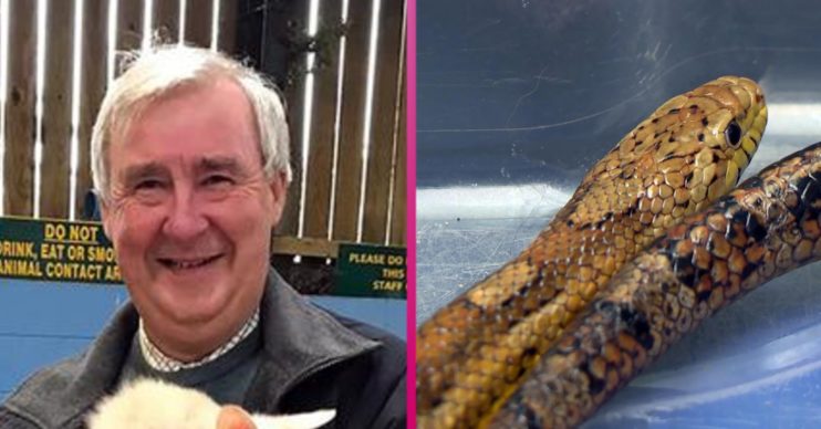 Yorkshire Vet snake
