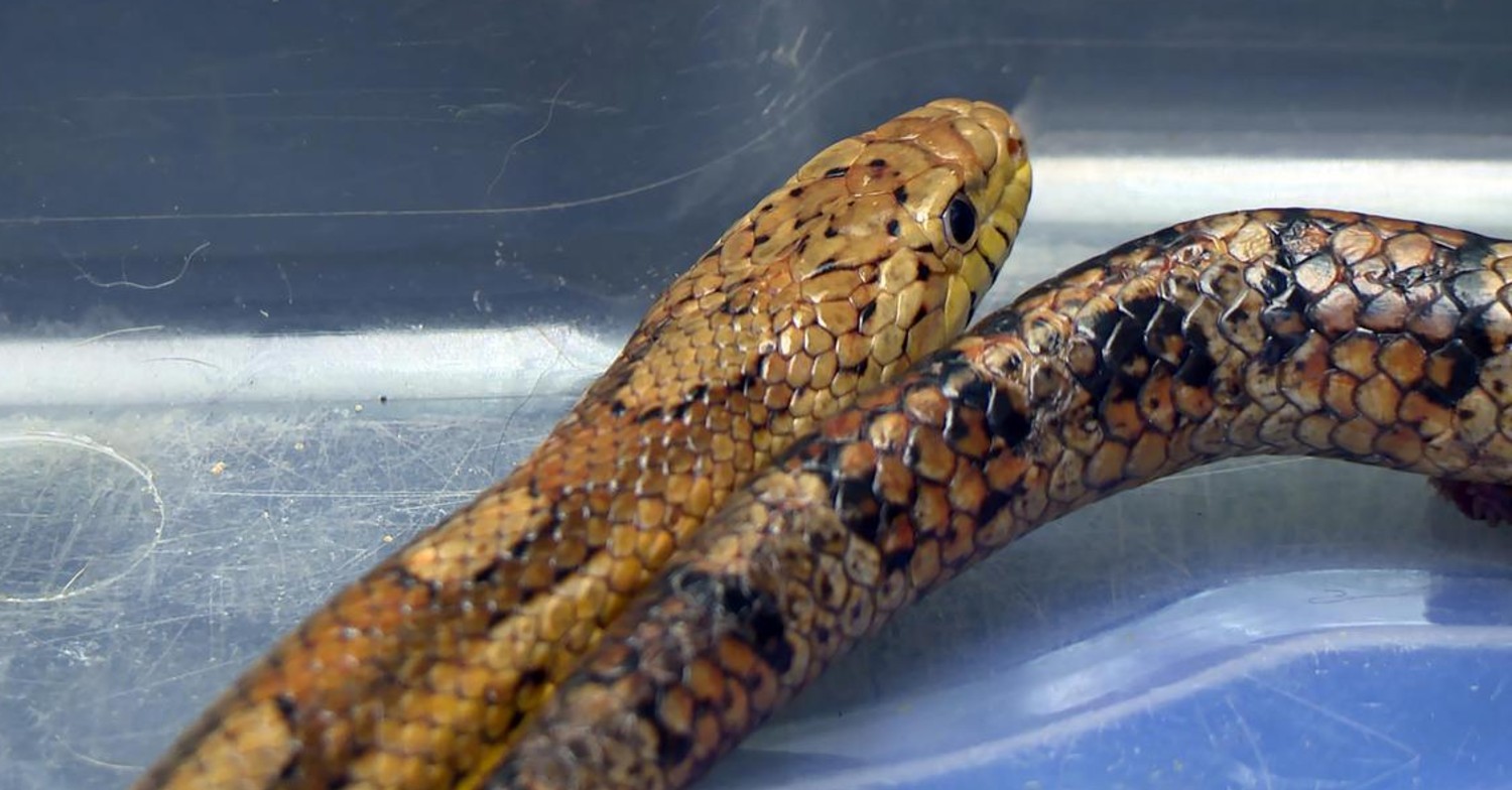 Yorkshire Vet snake