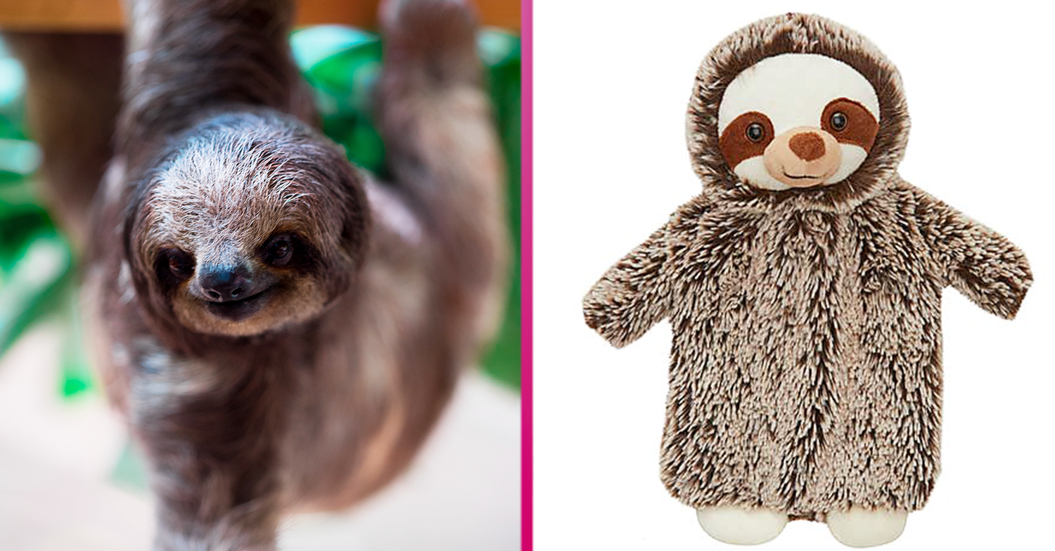 sloth