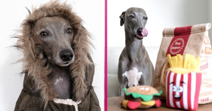 aldi dog