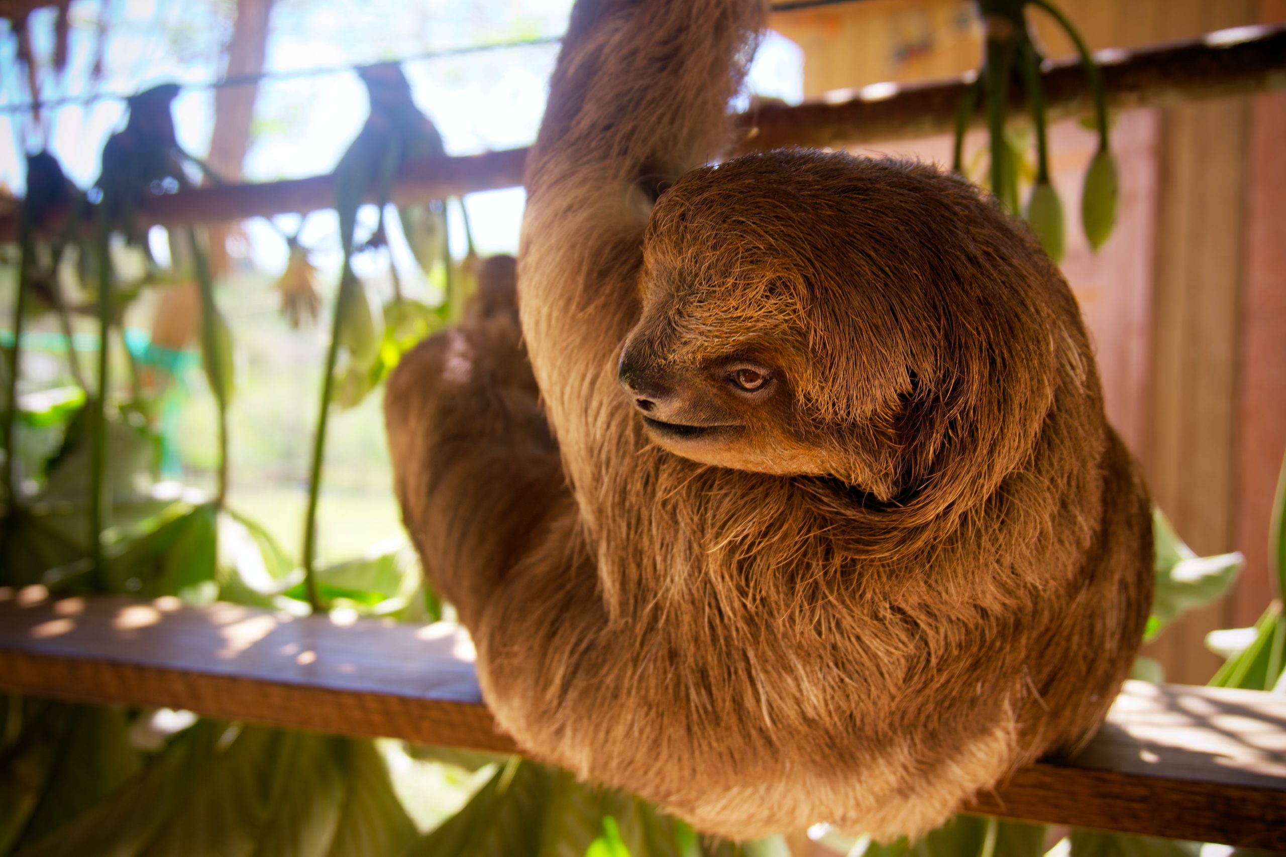sloth