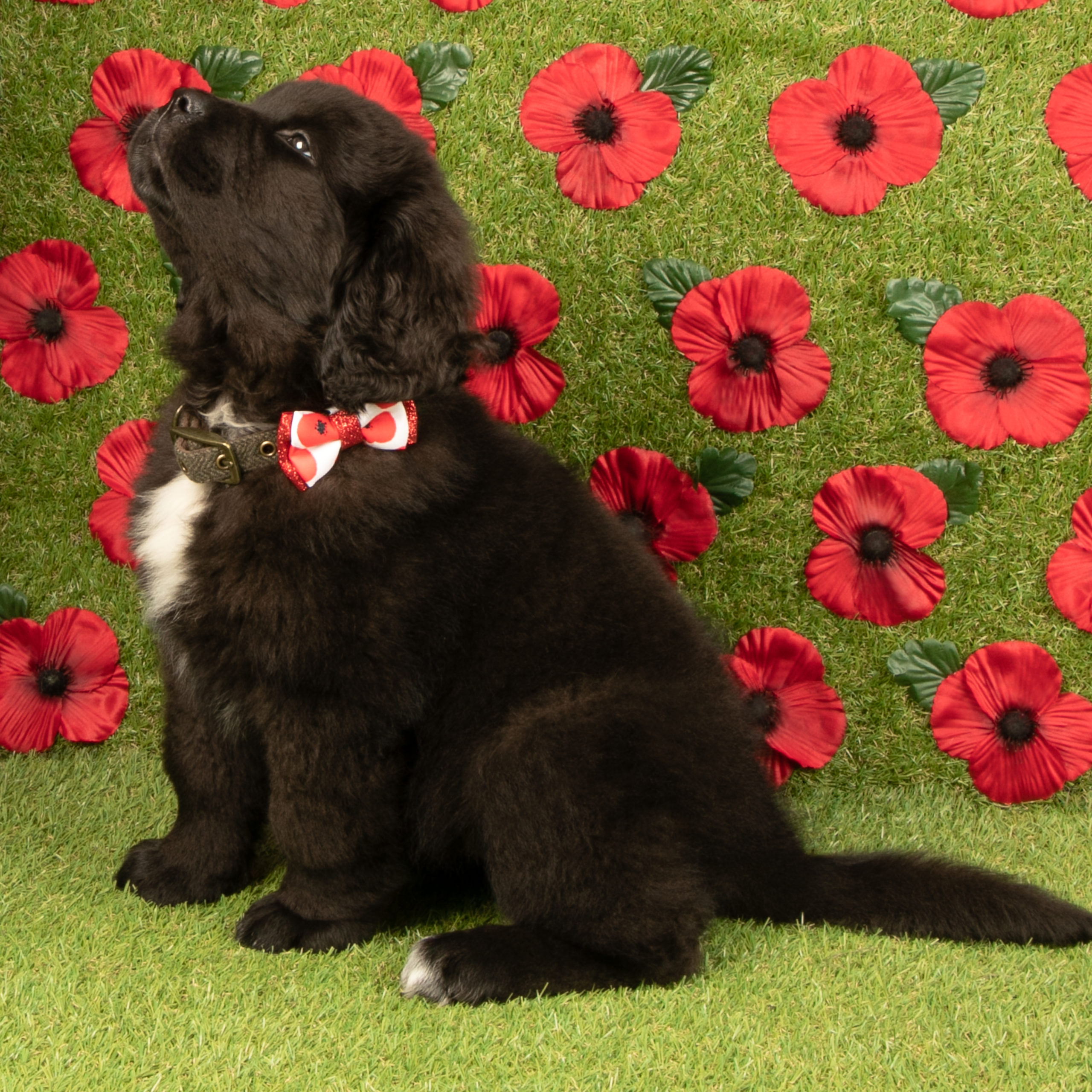 pets at home