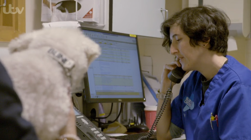Inside Animal A&E Mitch Bichon Frise