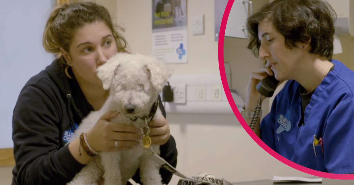Inside Animal A&E Mitch Bichon Frise