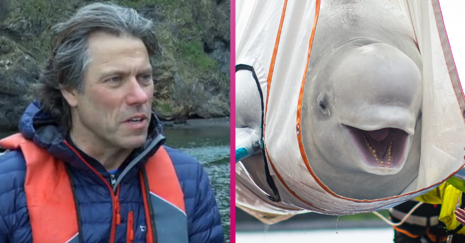 John Bishop's Great Whale Rescue ITV