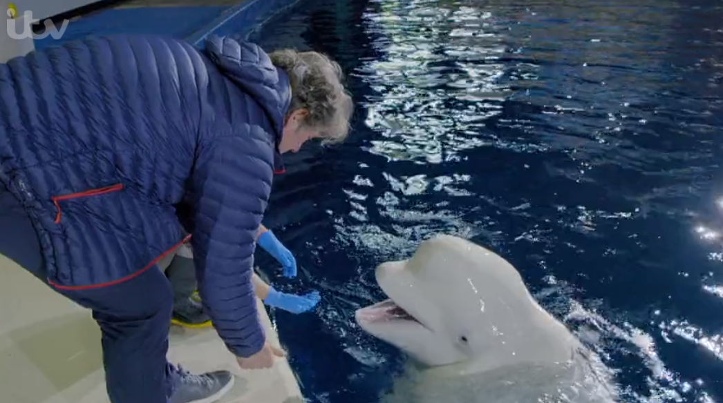 John Bishop's Great Whale Rescue