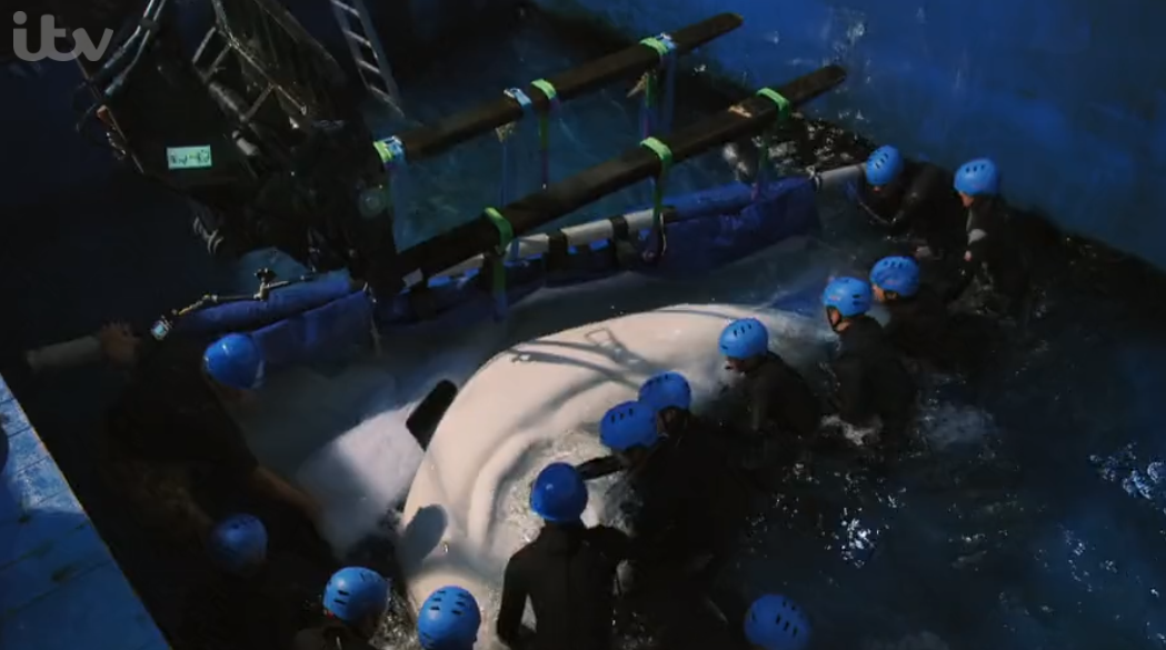 John Bishop's Great Whale Rescue