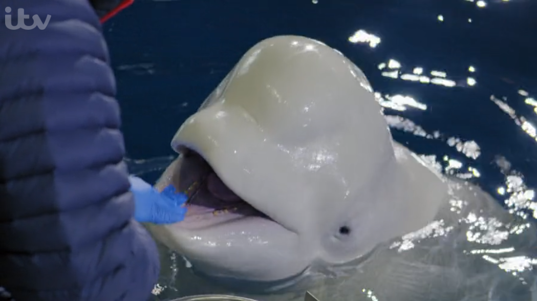 John Bishop's Great Whale Rescue