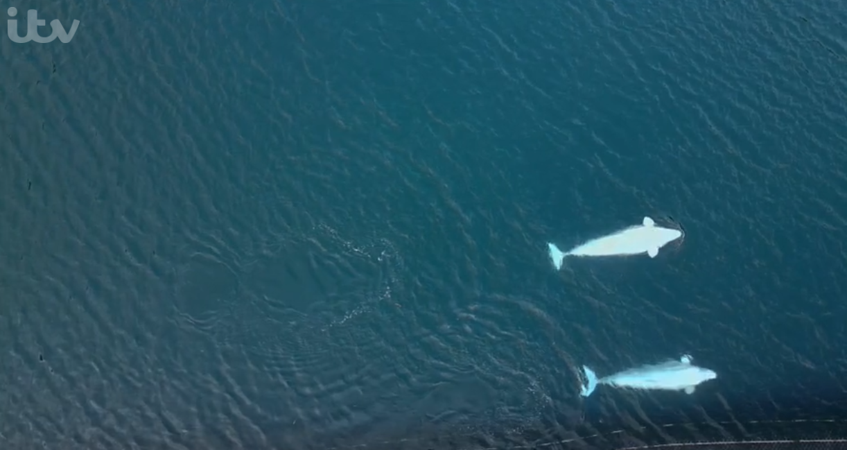 John Bishop's Great Whale Rescue ITV