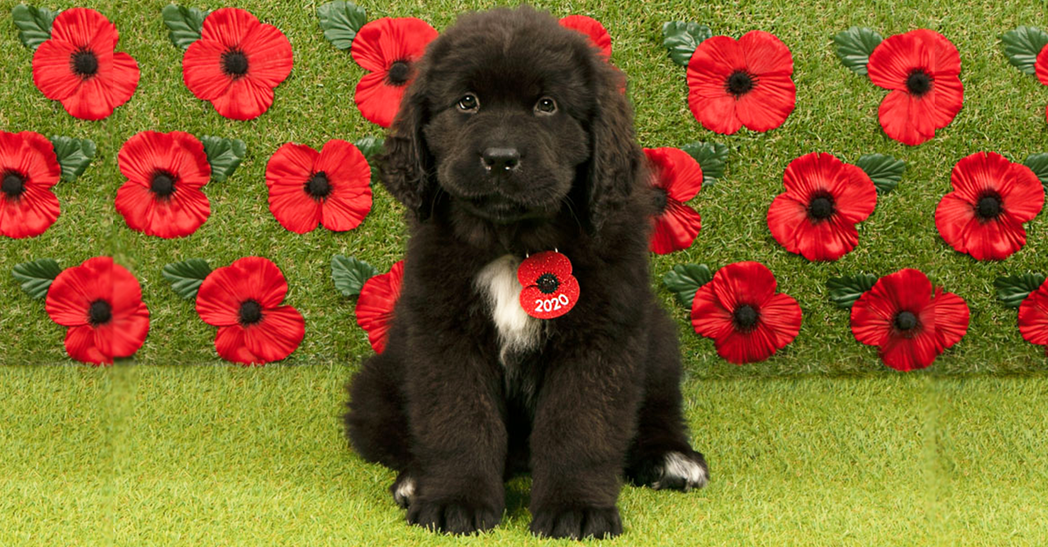 pets at home