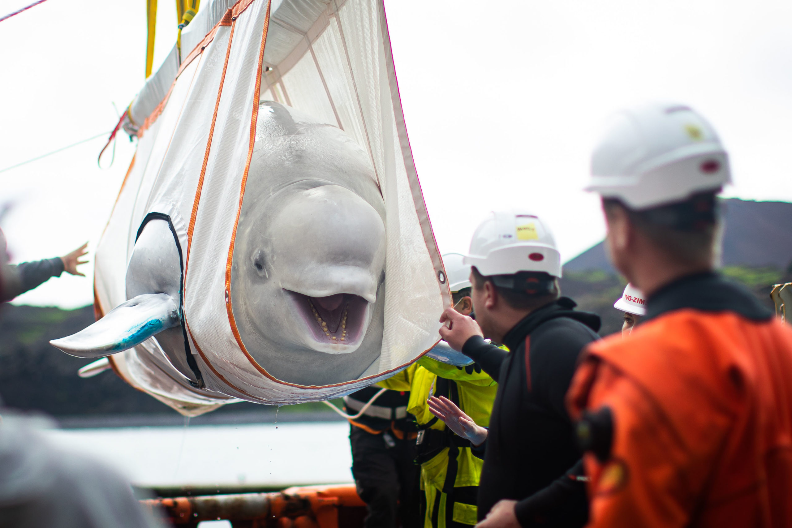 John Bishop's Great Whale Rescue ITV