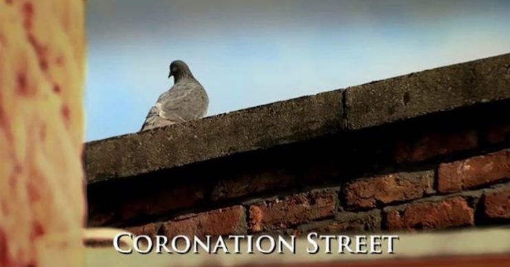CORONATION STREET PIGEON PANDEMIC
