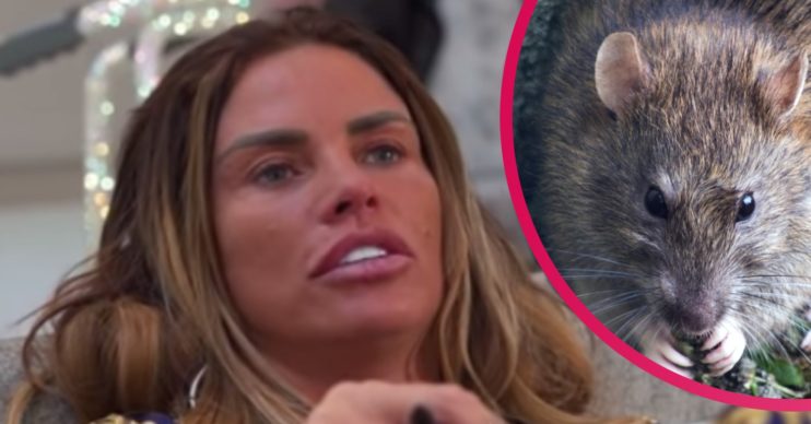 katie price rats