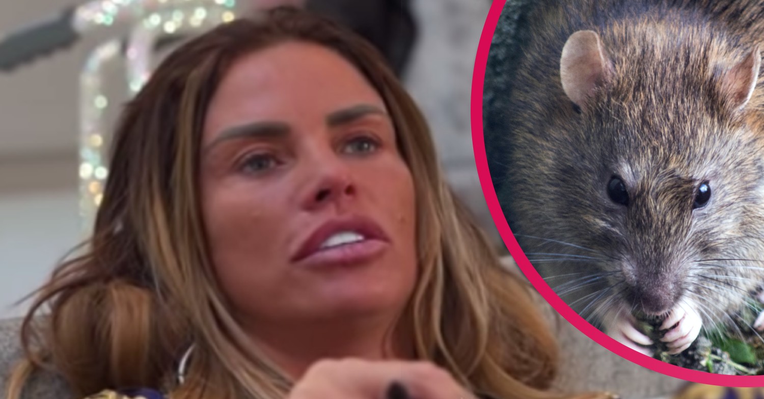 katie price rats