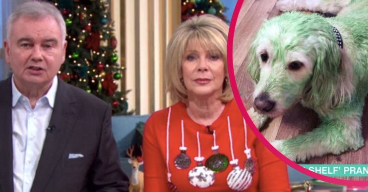 green dog on this morning with eamonn holmes and ruth langsford