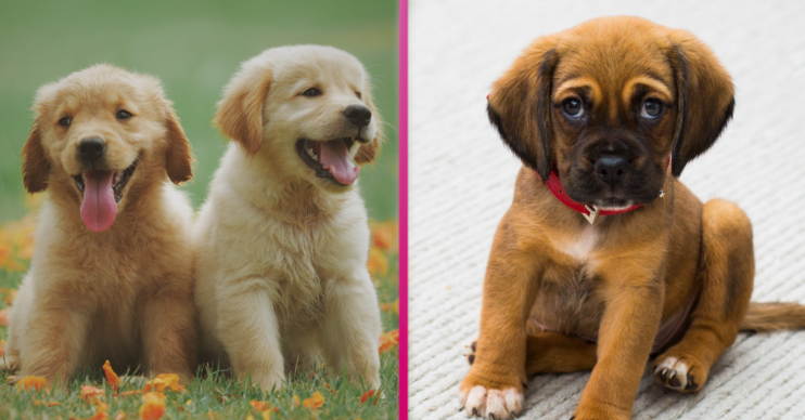 12 Puppies and Us Dogs trust