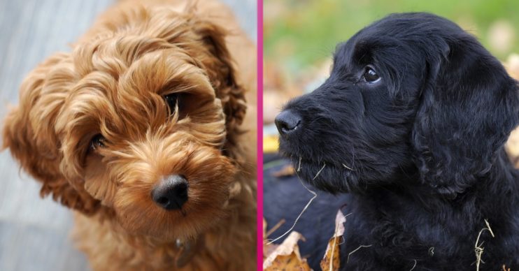 Will My Puppies Make Me Rich BBC