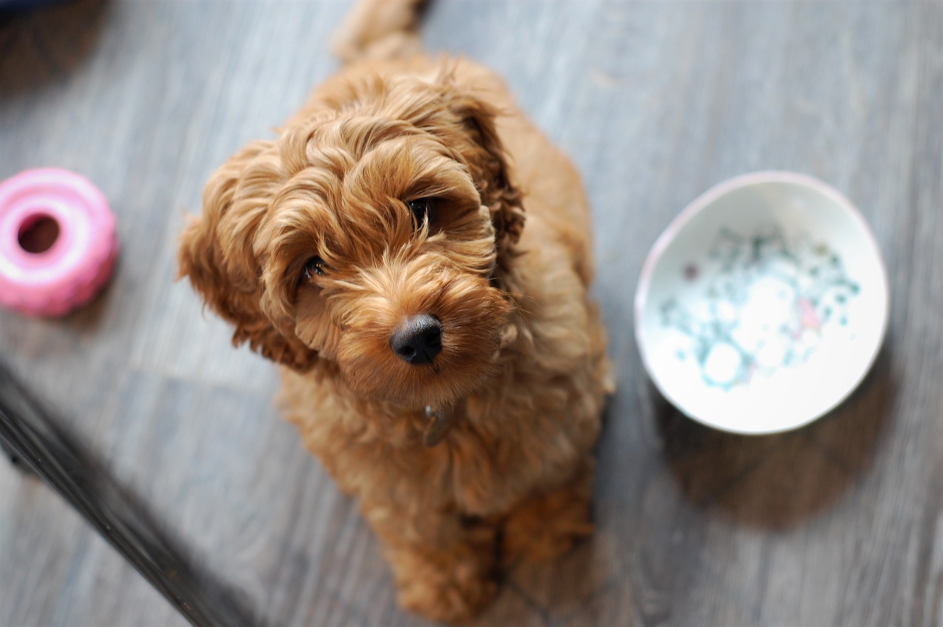 A designer puppy of the kind that could feature in Will My Puppies Make Me Rich? on BBC 3