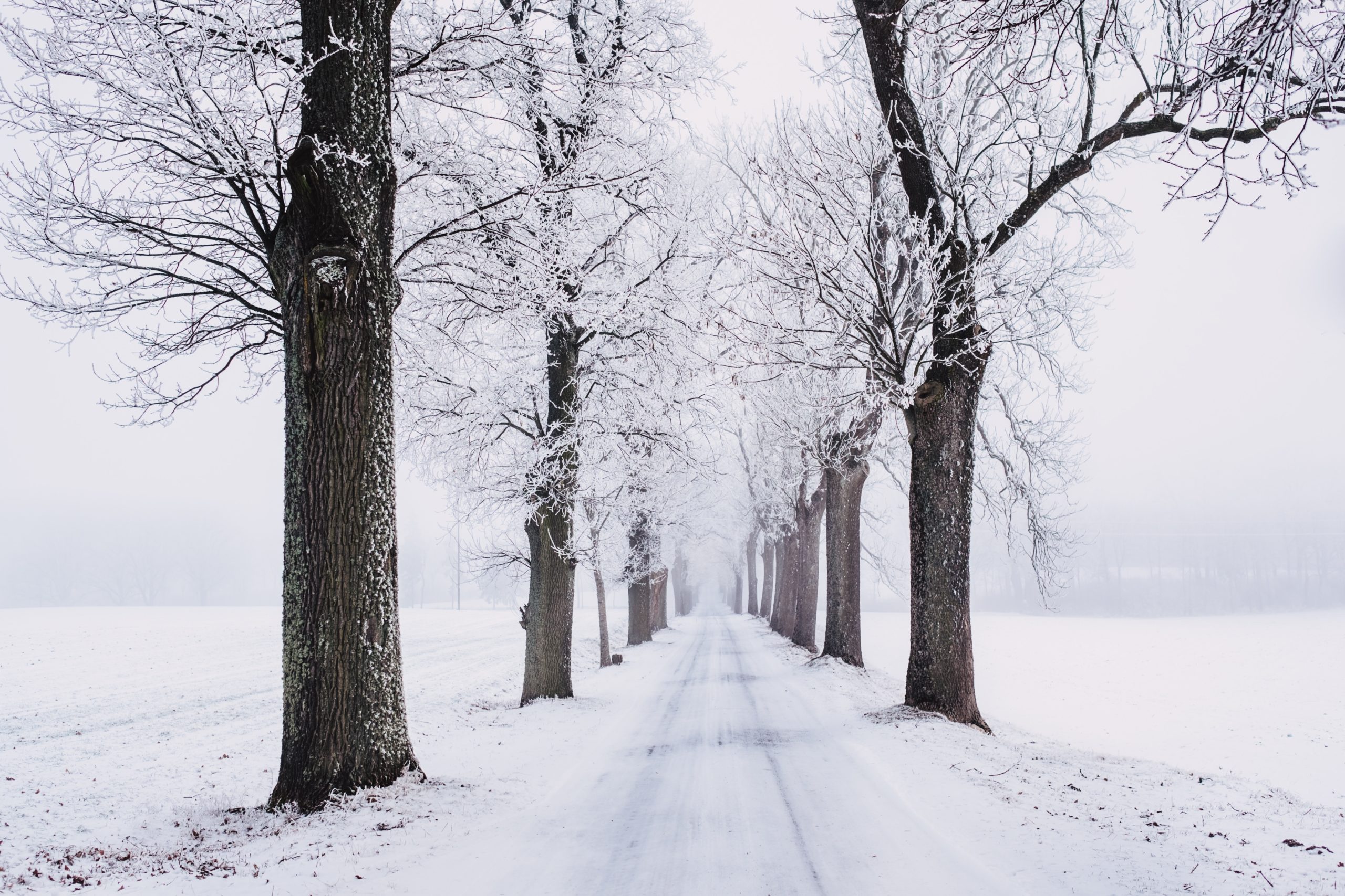 snowy woodland scene
