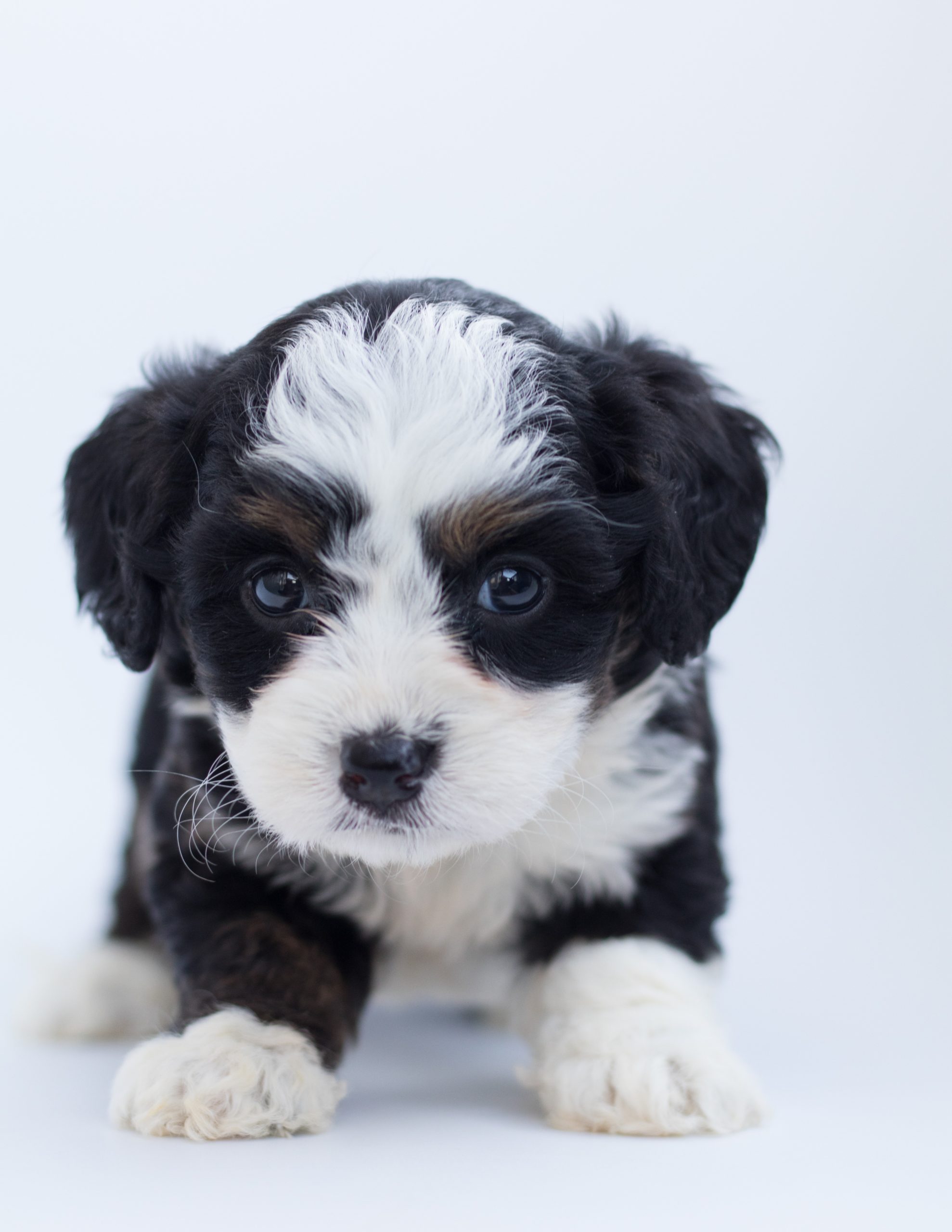12 Puppies and Us Dogs trust