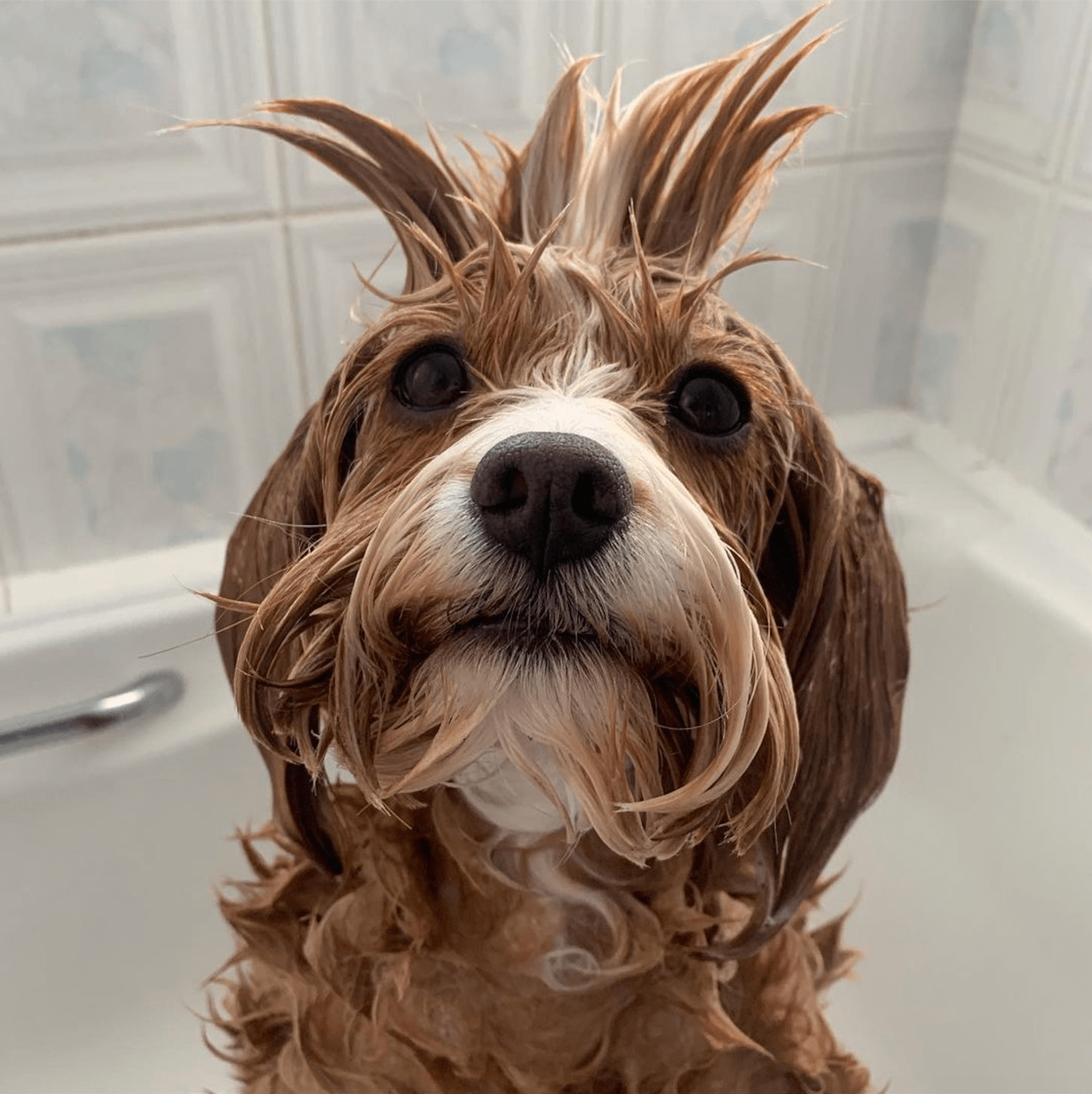 puppy in the bath