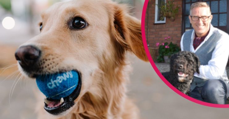 naughtiest dog breeds