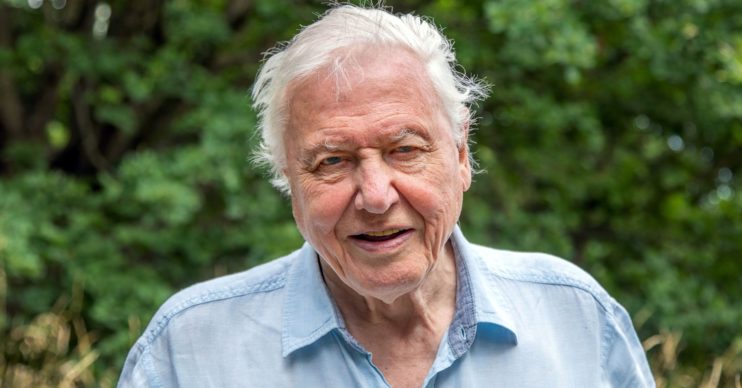 David Attenborough A Perfect Planet