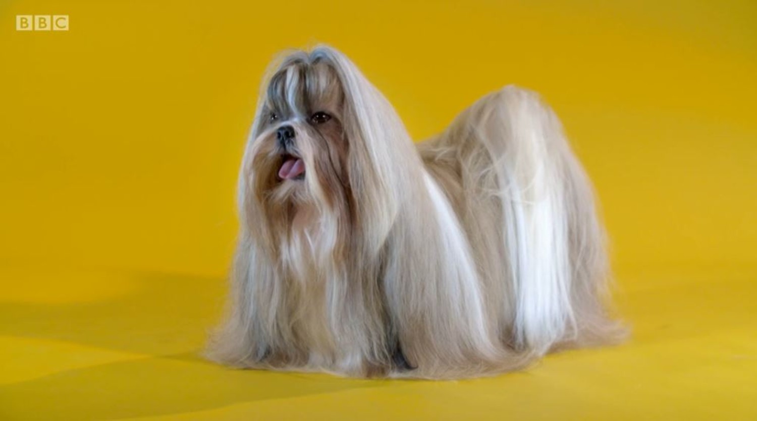 A long-haired shih-tzu
