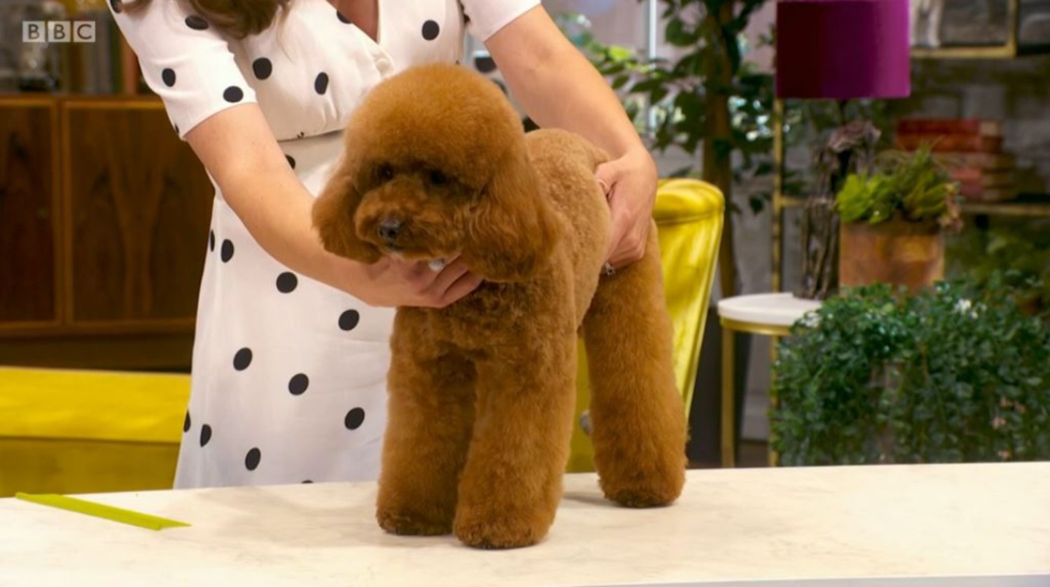 A dog getting a teddy cut in Pooch Perfect on BBC One