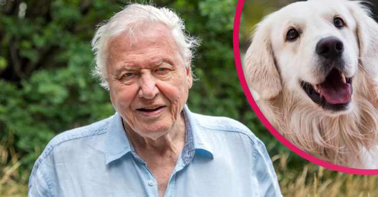 Viewers' pets were entranced by A Perfect Planet on BBC One