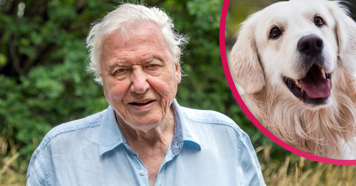Viewers' pets were entranced by A Perfect Planet on BBC One