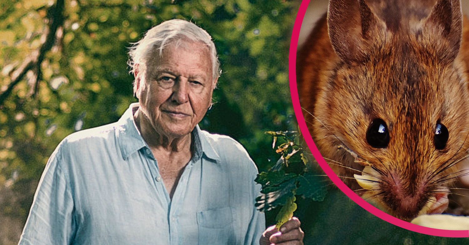 Which animal does David Attenborough not like?