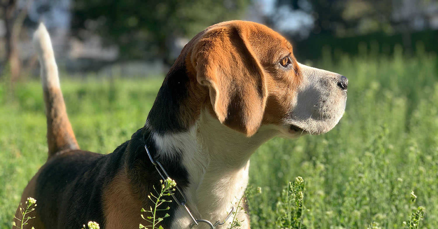beagle naughty dog