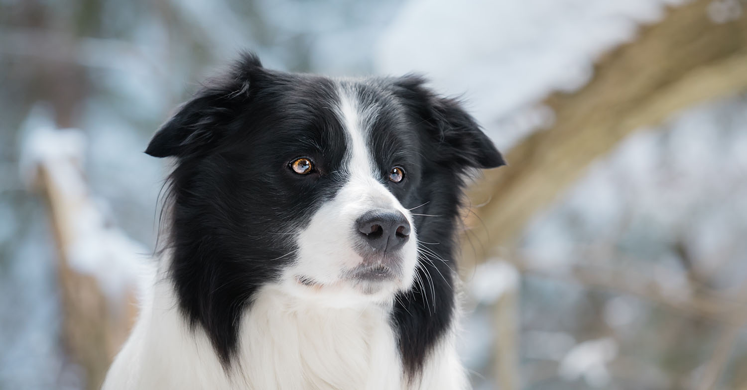 border collie dogs behaving very badly