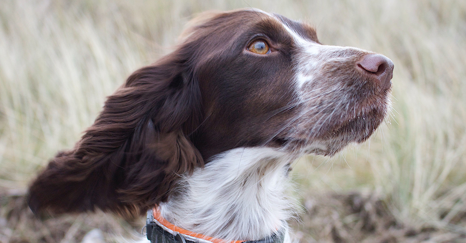 cocker spaniel
