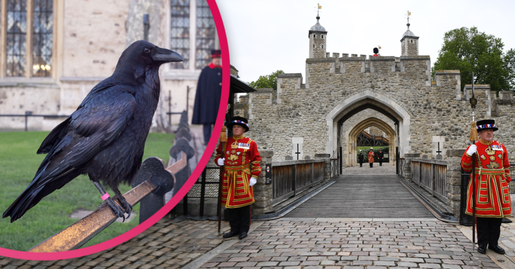 tower of London ravens