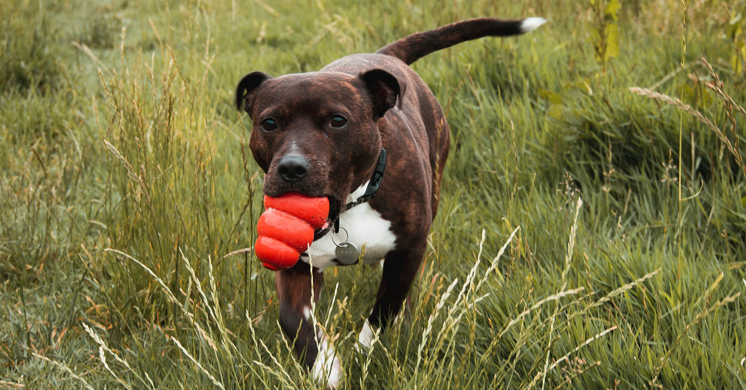staffordshire bull terrier