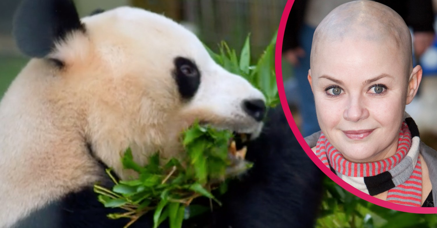 inside the zoo bbc two
