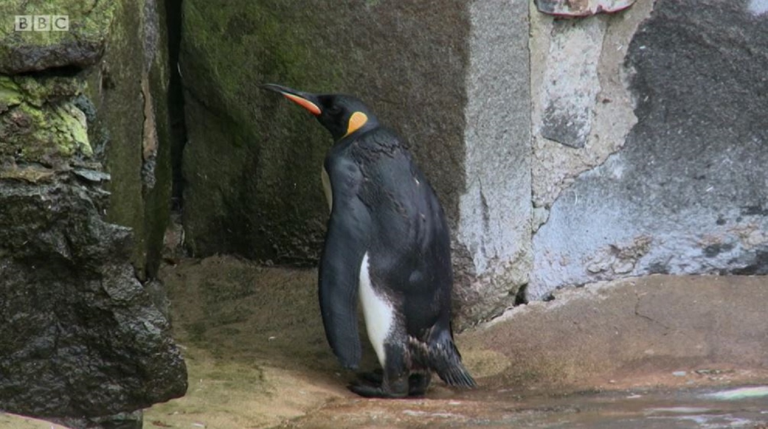 the poorly penguin