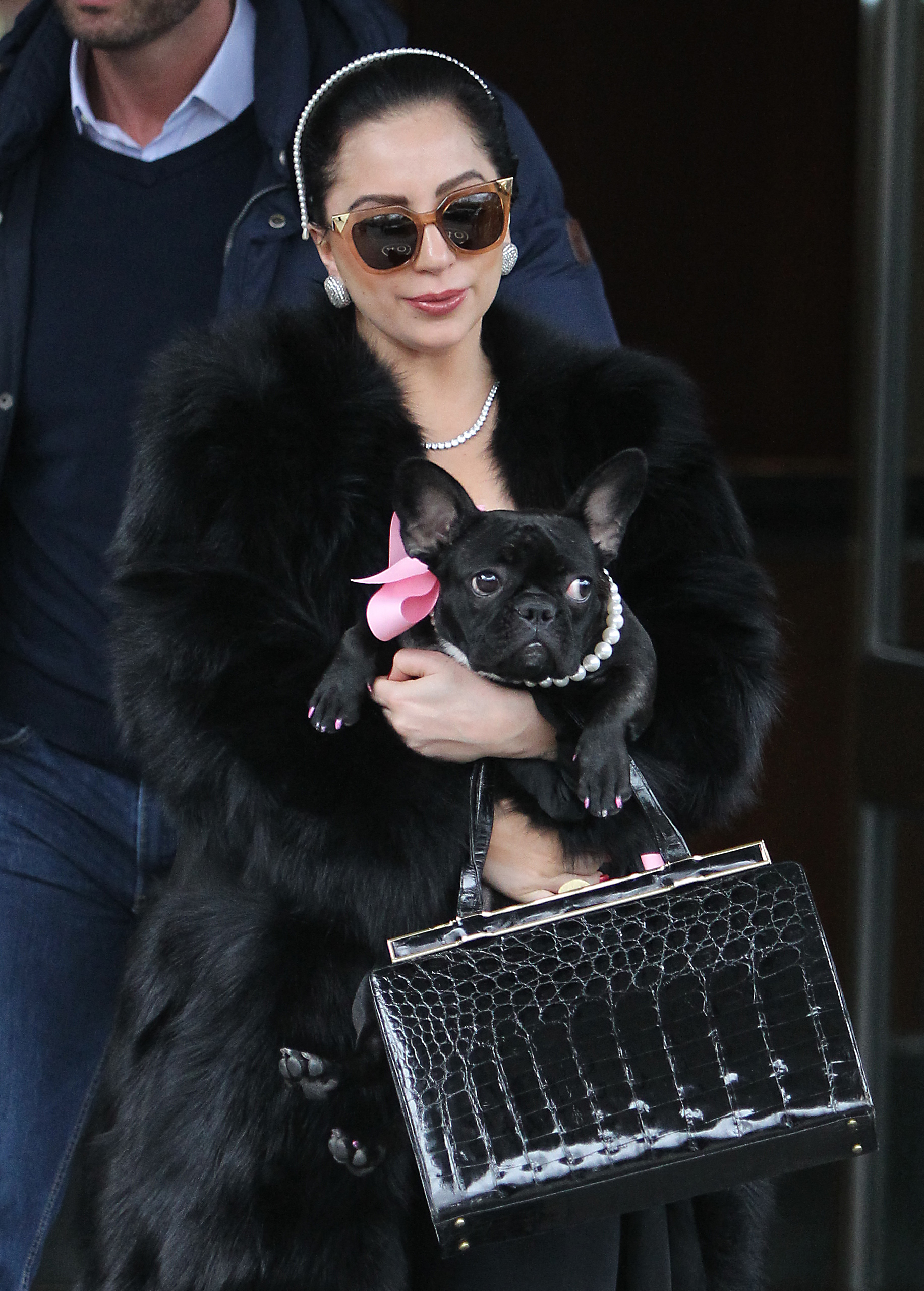 Lady Gaga dogs